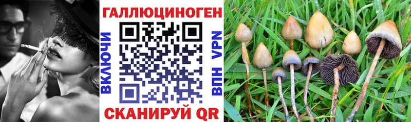 Псилоцибиновые грибы Psilocybe  omg ссылка  Минусинск  где купить наркоту 